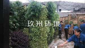 成都来福士广场与水井街探鱼餐饮植物墙