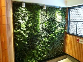 设计植物墙