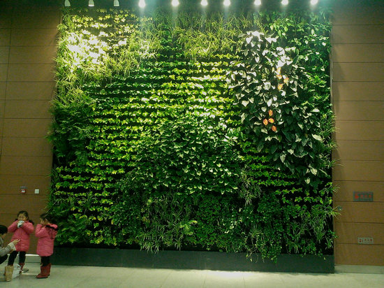 植物装饰居室